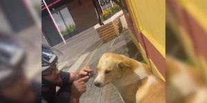 Pizzaria tenta avisar cão caramelo sobre mudança de endereço