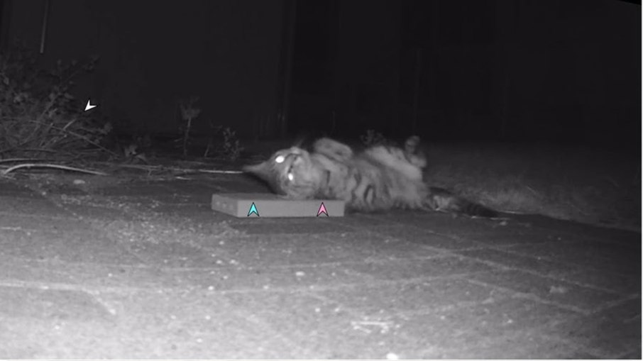 Mesmo gato reage ao extrato de matatabi aplicado em um tijolo, demonstrando comportamento semelhante ao observado com a planta fresca Mesmo gato reage ao extrato de matatabi aplicado em um tijolo, demonstrando comportamento semelhante ao observado com a planta fresca