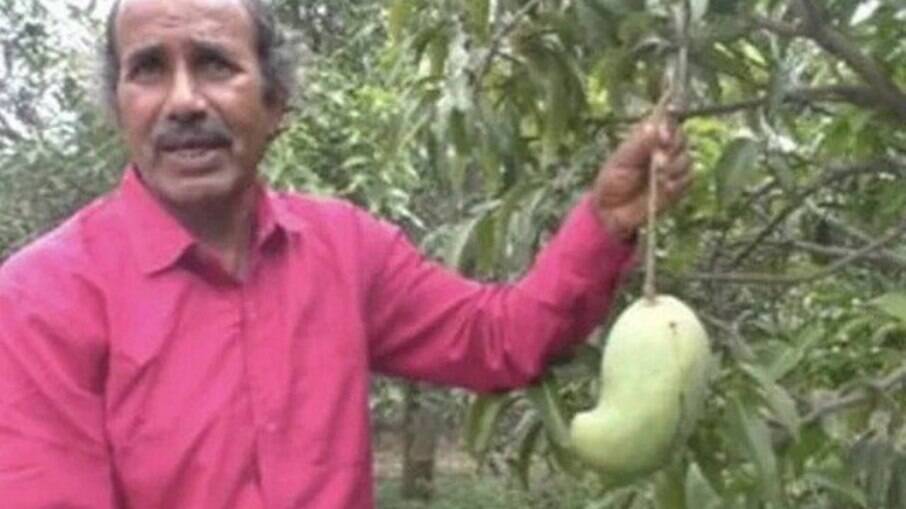 Agricultor indiano mostra manga ainda em crescimento