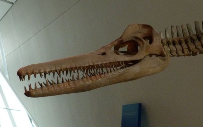 Crânio de pliossauro bate recorde de fóssil mais completo