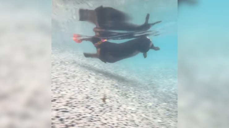 Com perninhas curtas e estilo, salsicha mostra talento ao nadar