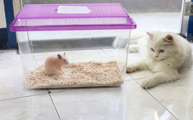 O gato é predador natural do hamster, por isso é tão difícil conviverem juntos, mas não é uma tarefa impossível