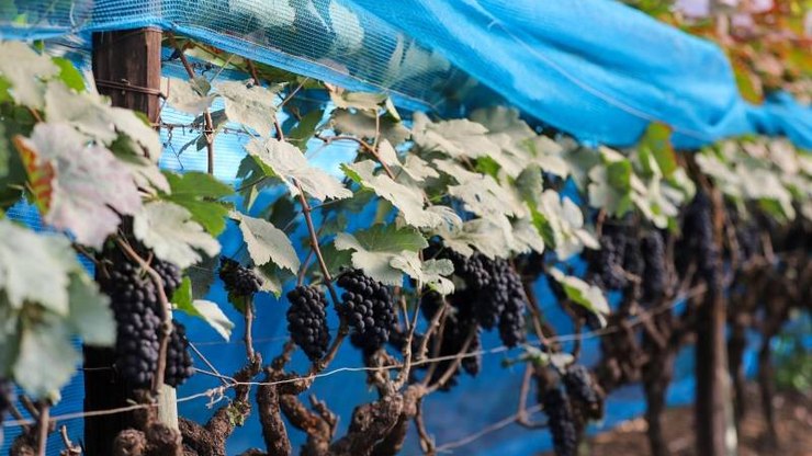 Produ%C3%A7%C3%A3o%20de%20uvas%20de%20inverno%20avan%C3%A7a%20com%20t%C3%A9cnica%20inovadora
