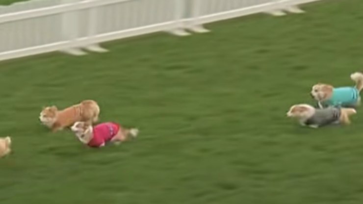 Corrida de Corgis movimenta a Escócia pelo terceiro ano