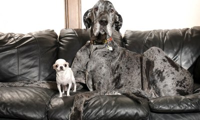 Cães mais alto e mais baixo do mundo se veem pela 1ª vez