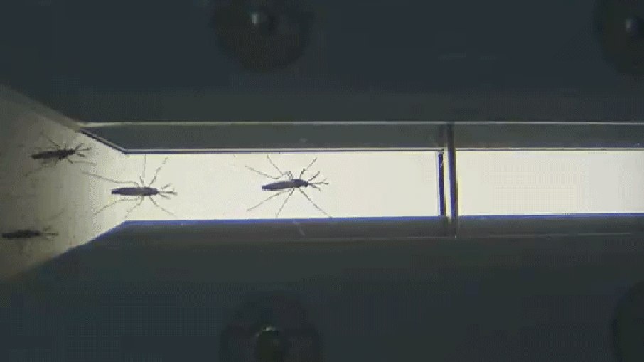 Tecnologia do Debug separa machos e fêmeas de mosquitos