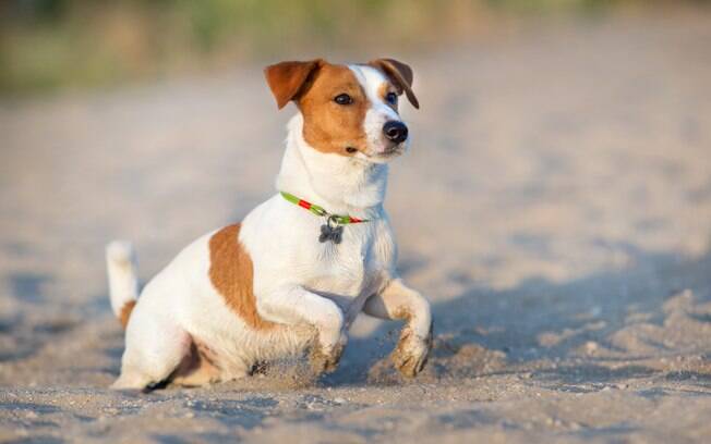 Na pria, os cães correm o risco de sofrer com o excesso de calor, desidratação, ingestão de restos de peixe ou crustáceos ou comida deixada pelos banhistas na areia