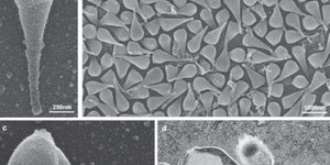 Pesquisadores descobrem "vírus gigante" no Patanal