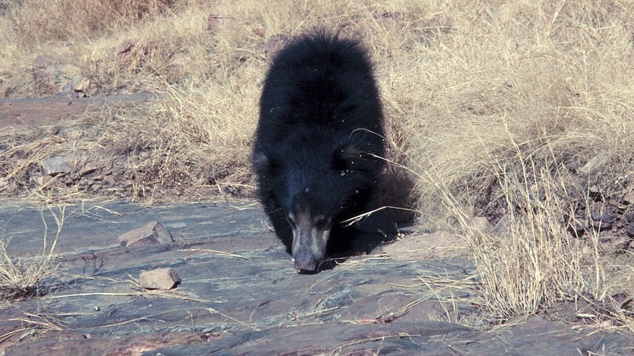 Urso-beiçudo aparenta ser inofensivo, mas é o urso mais reativo e perigoso da Índia: centenas de ataques acontecem todos os anos Urso-beiçudo aparenta ser inofensivo, mas é o urso mais reativo e perigoso da Índia: centenas de ataques acontecem todos os anos