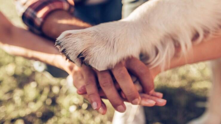 Advogado explica com quem fica o cachorro após o divórcio