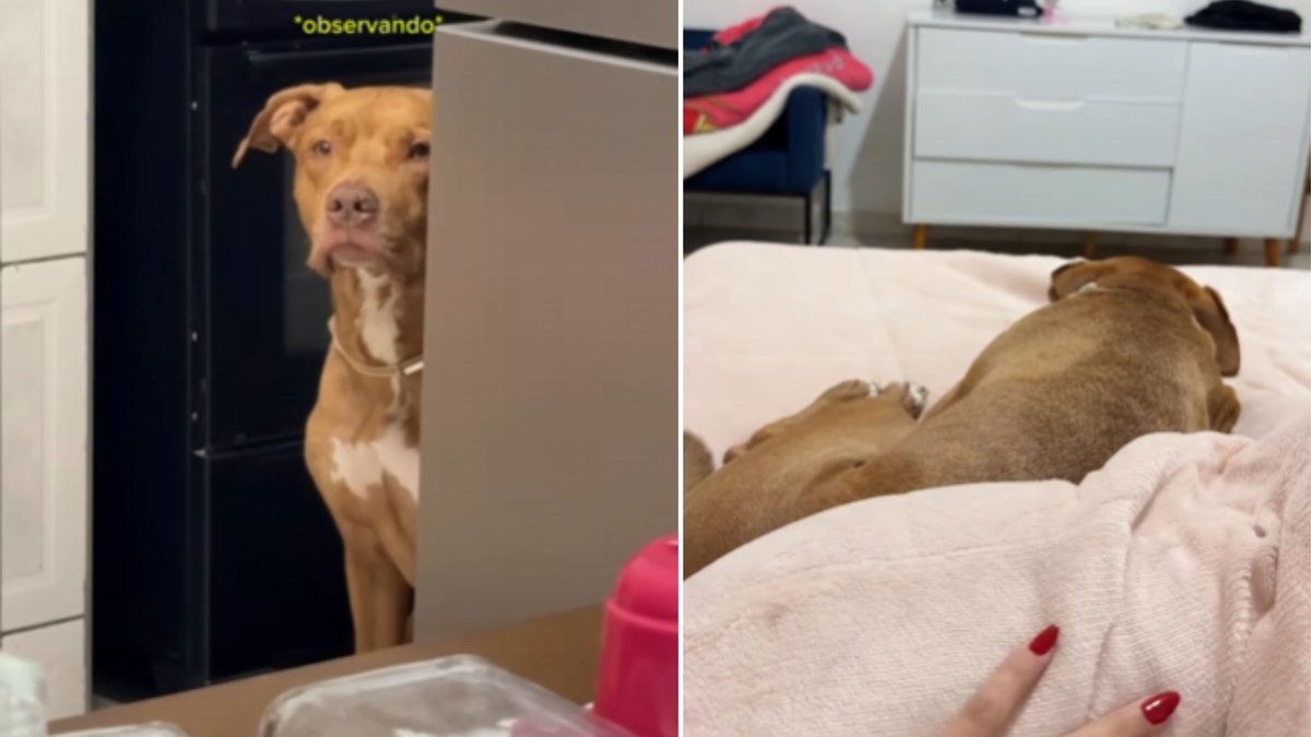 Pitbull Esperto: Veja Como Sebastian Conquista a Internet com sua Rotina Noturna!