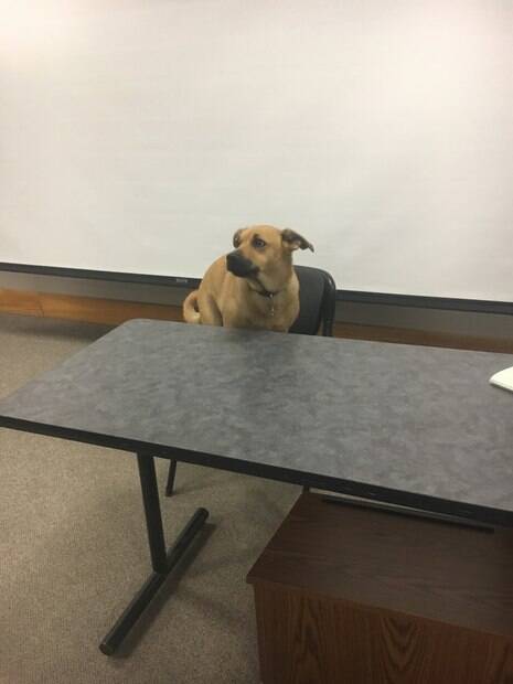 Professor leva cadela a aula e dá prova sobre ela aos alunos     