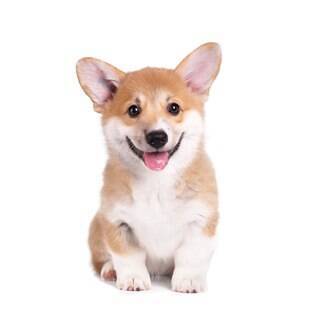 Corgi - undefined