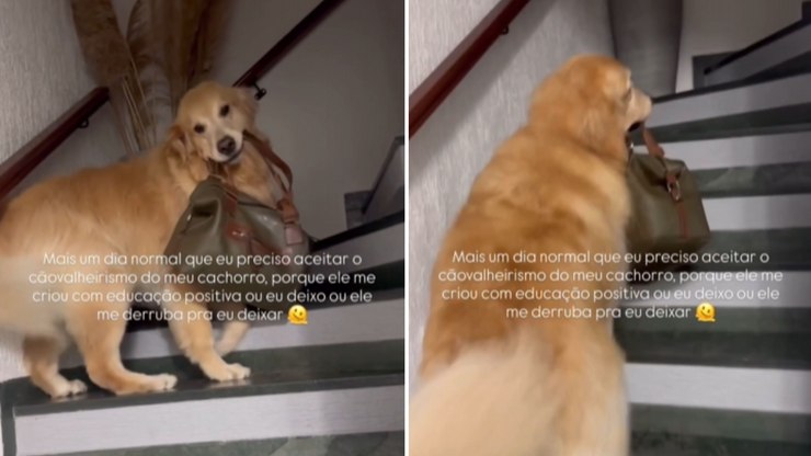 Cãovalheirismo: Golden ajuda a carregar bolsa da dona diariamente