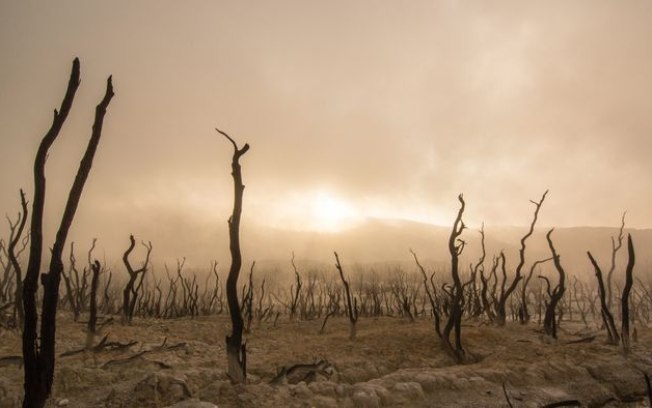 Árvores indicam que 2023 foi o ano mais quente em 2000 anos