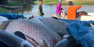 Mais de 18 toneladas de pirarucu invasor são retiradas de rio