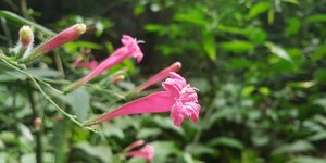 Clima favorece surgimento de doenças em plantas