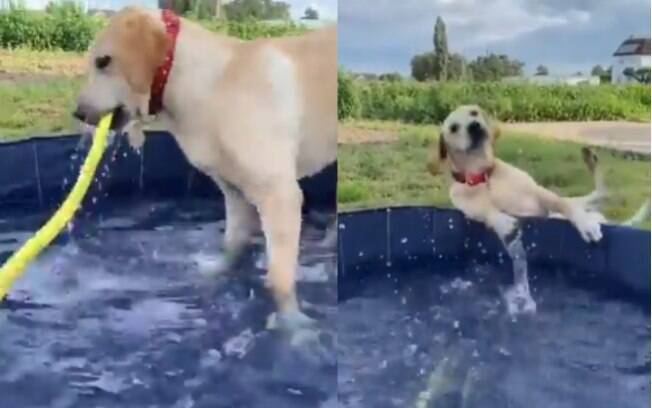 Cão brinca em piscina mas algo hilário acontece; veja vídeo