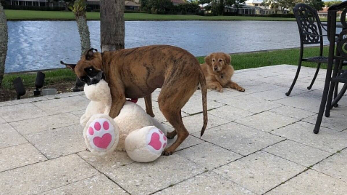 Vídeo de cachorro transando