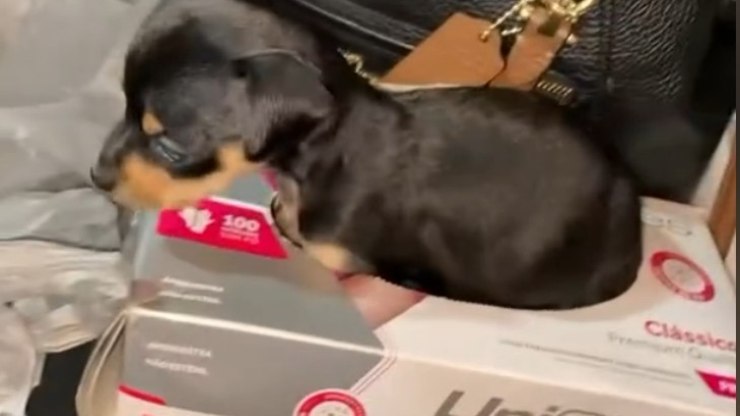 Vídeo de pinscher “zero” que cresceu demais viraliza na internet