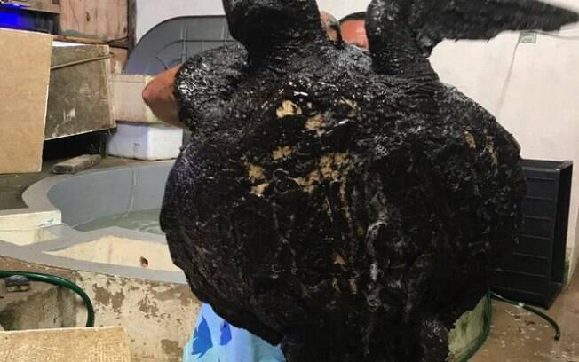 Tartaruga repleta de óleo é encontrada em praia do Rio Grande do Norte