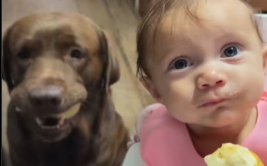 Tutora abala ao mostrar conexão entre cão e filha recém-nascida