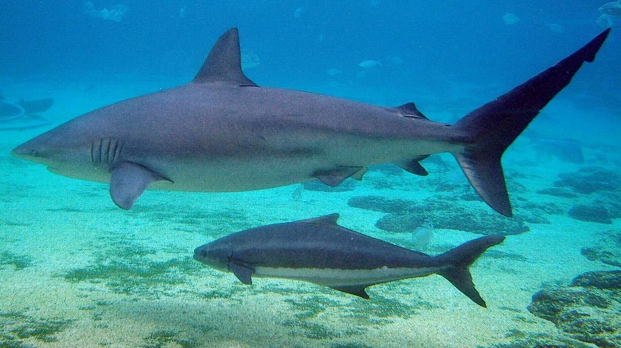Tubarão-negro (Carcharhinus obscurus) sendo sombreado por um cobia (Rachycentron canadum) no Sea World Australia. Tubarão-negro (Carcharhinus obscurus) sendo sombreado por um cobia (Rachycentron canadum) no Sea World Australia.