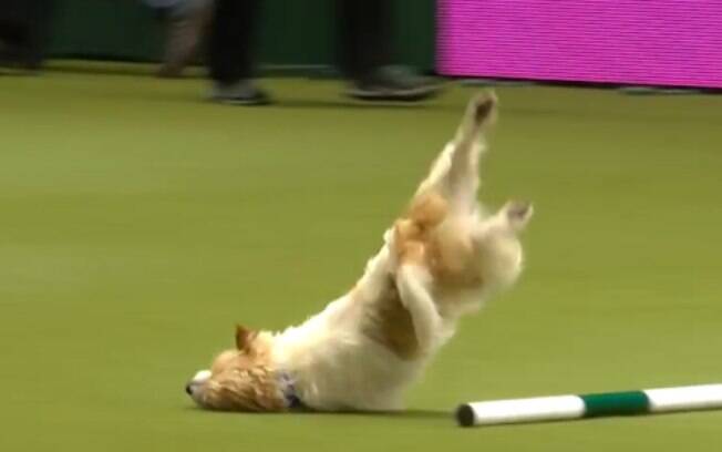 Olly, um cão da raça Jack Russell Terrier, simplesmente deu um show em uma competição e vídeo viralizou