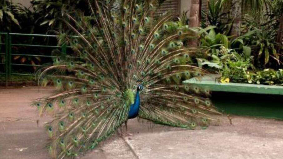 Pavão é uma das atrações do parque santista Pavão é uma das atrações do parque santista