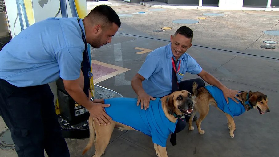 Cachorros são famosos por ficarem uniformizados em posto de gasolina de Campinas