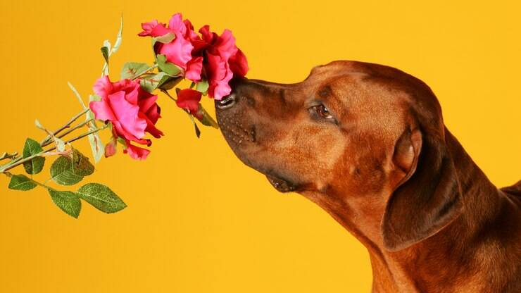 Plantas e insetos: os principais perigos da primavera para os pets