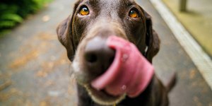 Focinho de cachorro ressecado é sinônimo de preocupação?