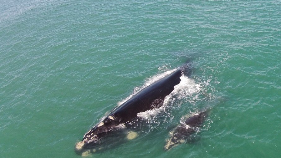 Baleias migram para águas quentes do sul catarinense para conseguirem dar à luz
