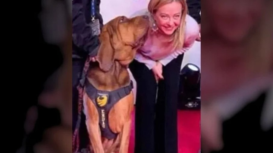 Cão farejador morre ao comer salsichas com pregos na Itália