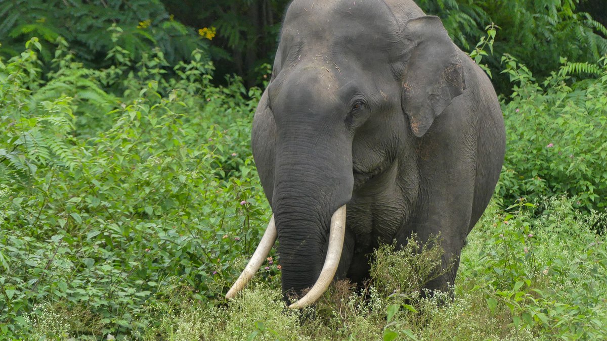 Elefante-asiático Elefante-asiático