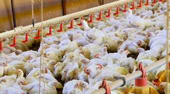 China%20impulsiona%20exporta%C3%A7%C3%B5es%20com%20frango%20brasileiro
