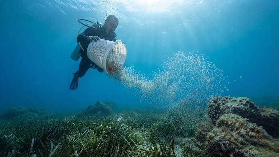 Cientistas soltaram 130 mil filhotes de polvo para conter ameaça do caranguejo-azul
