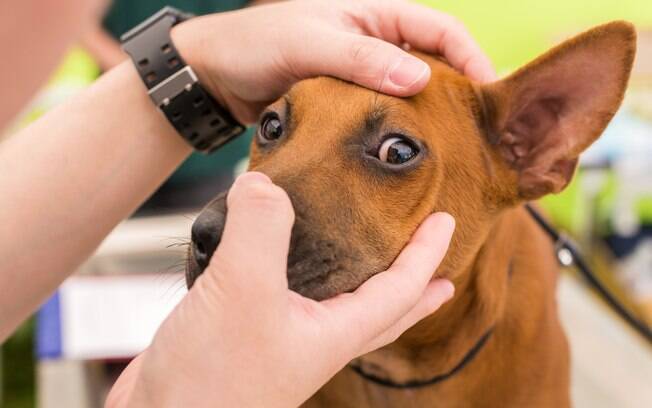 O animal precisa ser minunciosamente examinado antes de qualquer tratamento contra o sangue nas fezes do cachorro