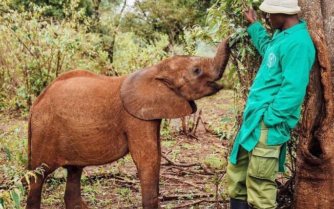 O elefante Maktao foi salvo pelo santuário de animais silvestres no Quênia