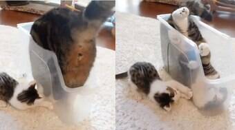 Reação de filhote ao ver gato maior entrar em container viraliza