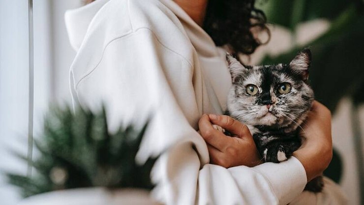Por que os gatos gostam tanto de dormir em cima das pessoas?