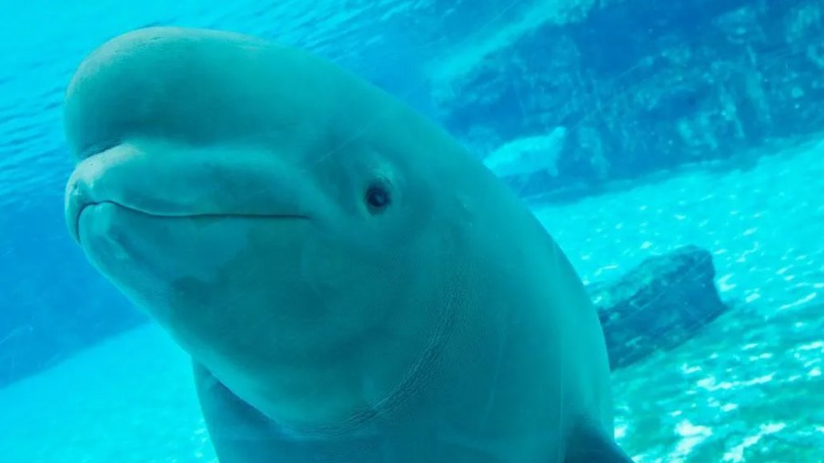 O parque Marineland briga o maior grupo de belugas em cativeiro no Canadá