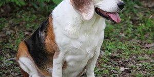 As fases e cuidados da gestação canina