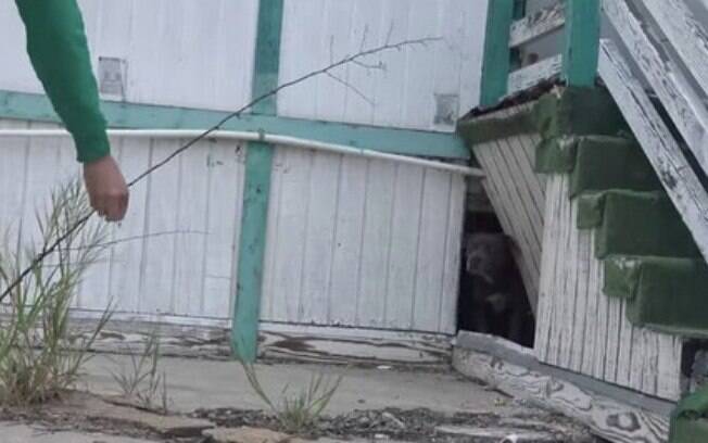 Depois de meses morando numa escola abandonado, esse cachorros de rua foram resgatados