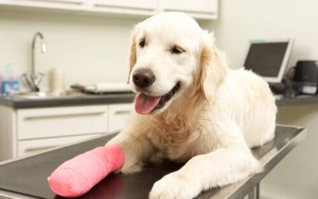 Confira algumas opções de remédio caseiros para tratar feridas em cachorro