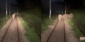 Elefantes param trem ao caminhar pelos trilhos na Índia