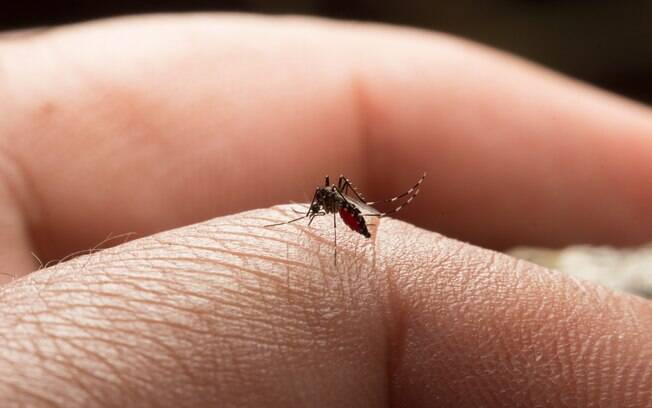 Desde 1942 não há registro da forma urbana de febre amarela, transmitida pelo Aedes aegypti, no país
