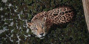 Homem é encontrado morto após possível ataque de onça no Pantanal