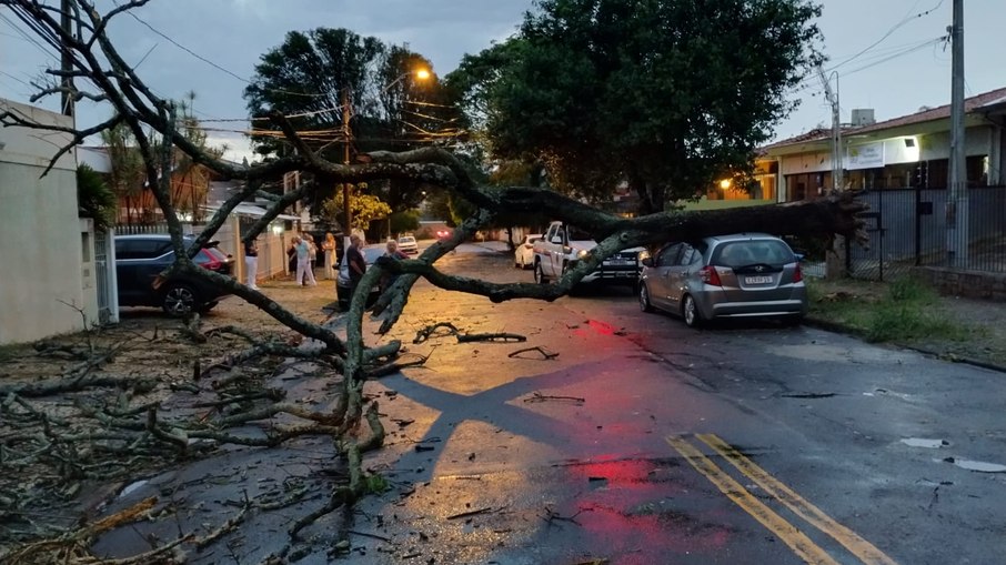 Árvore de grande porte caiu na Rua Dr. João Mascarenhas Neves, no Jardim Bota Fogo e bloqueou a passagem de veículos.