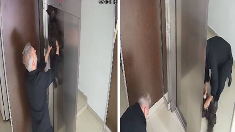 Músico salva cachorro enforcado em elevador com manobra de RCP